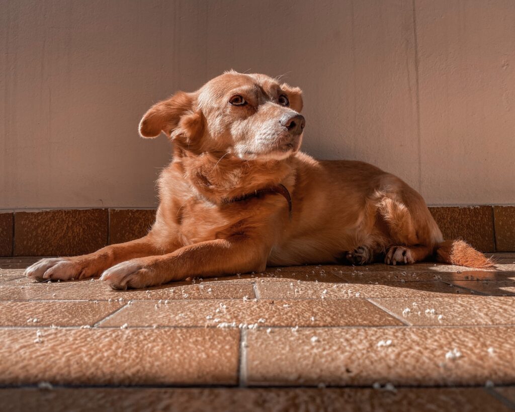 5 Top Reasons Why Dogs Lay Under The Sun To Sunbathe (+3 Safety Tips